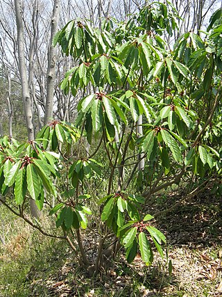 <i>Daphniphyllum macropodum</i> Species of tree