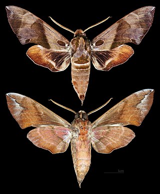 <i>Daphnis torenia</i> Species of moth