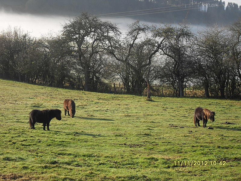 File:Dasburg, Eifel. - panoramio.jpg