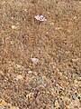 Daucus crinitus Habitus 2012-6-22 Valderrepisa SierraMadrona.jpg