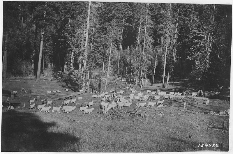 File:Davis Bros. Goats Near Ashland, Oregon, Crater Forest, 1920 - NARA - 299147.jpg