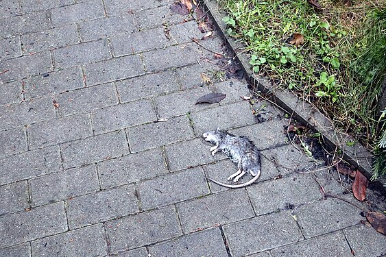 a dead rat in Berlin