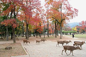 Deer roaming in Nara Park in autumn.