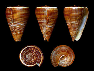 Cangkerang Conus figulinus, sejenis siput laut.