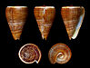 32 Commons:Picture of the Year/2011/R1/Dendroconus figulinus 01.JPG