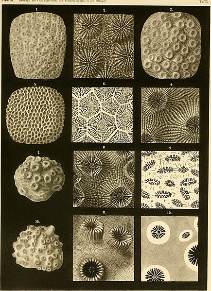 File:Denkschriften der Kaiserlichen Akademie der Wissenschaften - Mathematisch-Naturwissenschaftliche Classe (1854) (20228410974).jpg