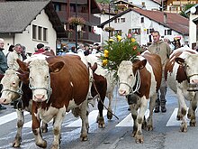 La photo couleur montre un troupeau de vaches pie rouge traversant un village de chalets. L'une des vaches est décorée d'un bouquet de fleurs.