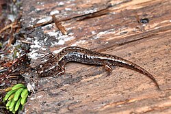 Desmognathus organi from Grandfather Mountain, NC, USA.jpg