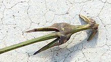 Most Desmoncus species climb using grappling hook-like structures called acanthophylls. Desmoncus orthacanthos Mart. - Flickr - Alex Popovkin, Bahia, Brazil (11).jpg
