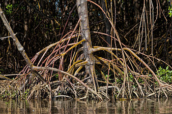 Detail of mangrove roots.jpg