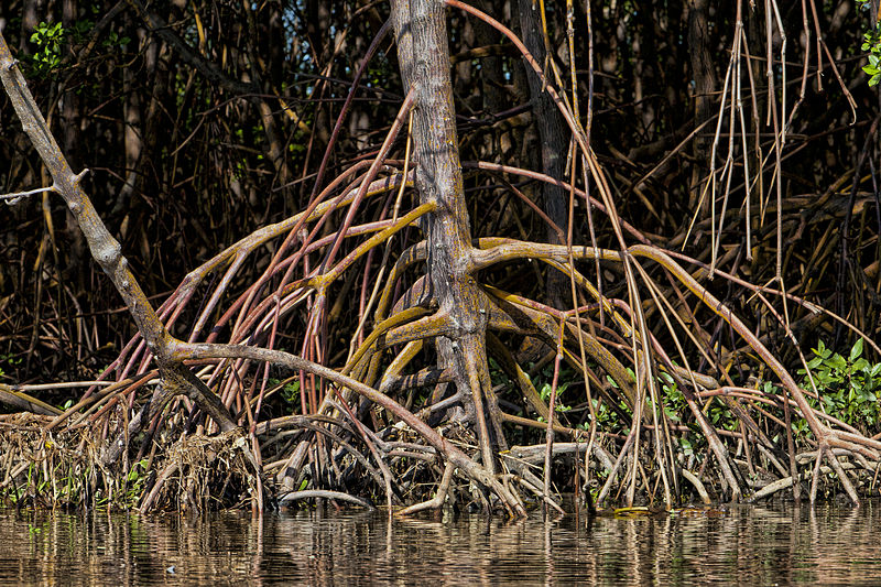 File:Detail of mangrove roots.jpg