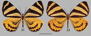 <i>Deuveia banghaasi</i> Species of moth