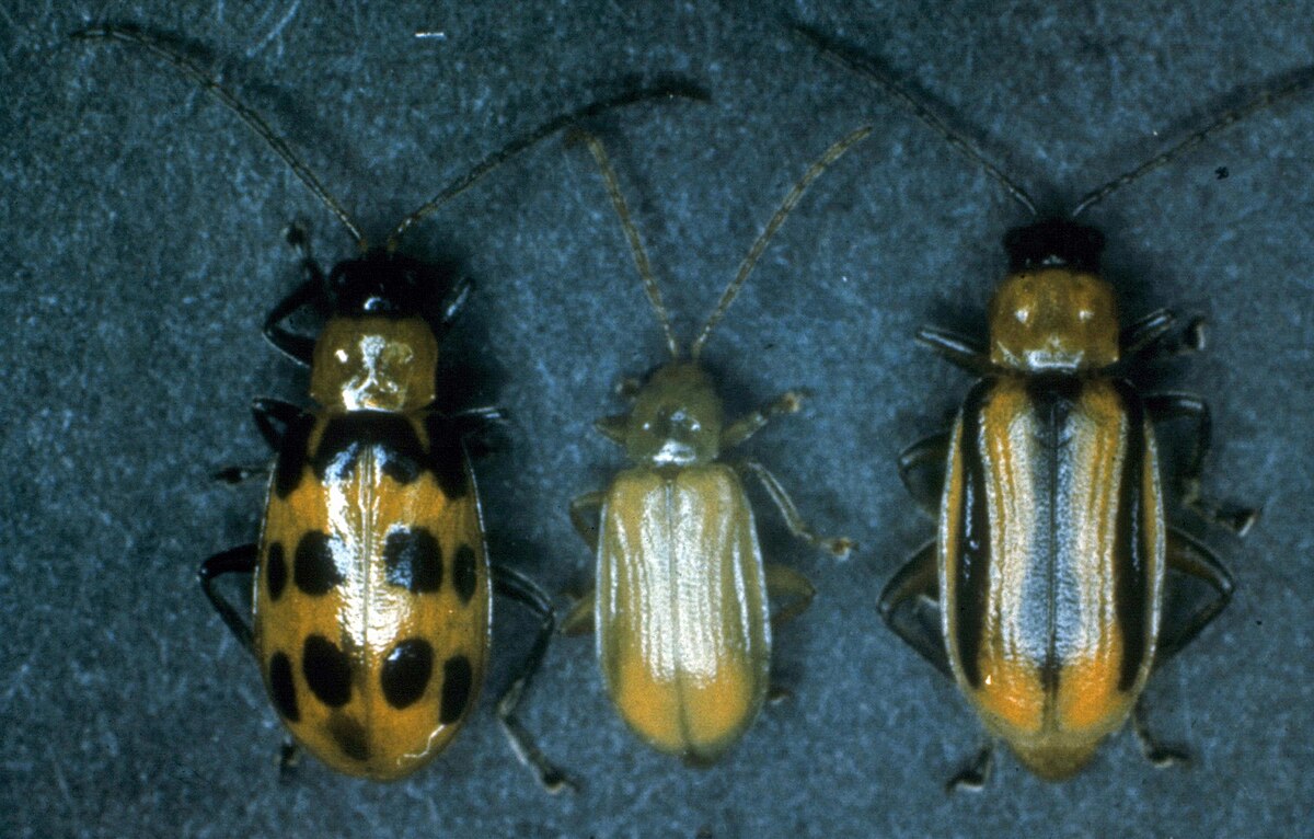 Identify and Control Cucumber Beetles (Striped and Spotted)