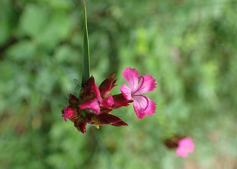 File:Dianthus carthusianorum kz11.jpg