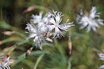 Dianthus crinitus 02. 
 JPG