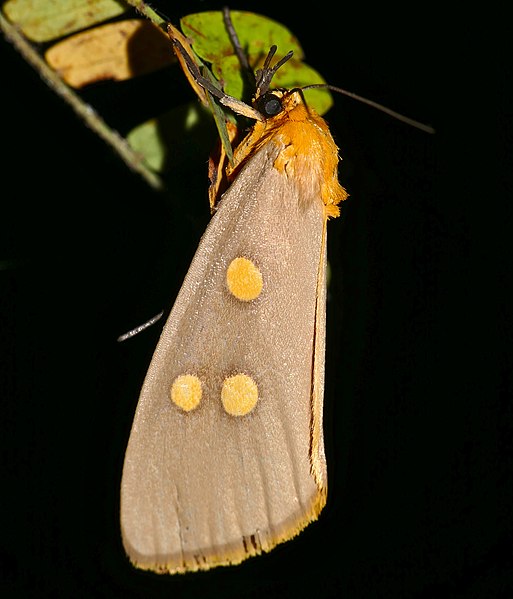 File:Dice Moth (Rhanidophora ridens) (32479369096).jpg