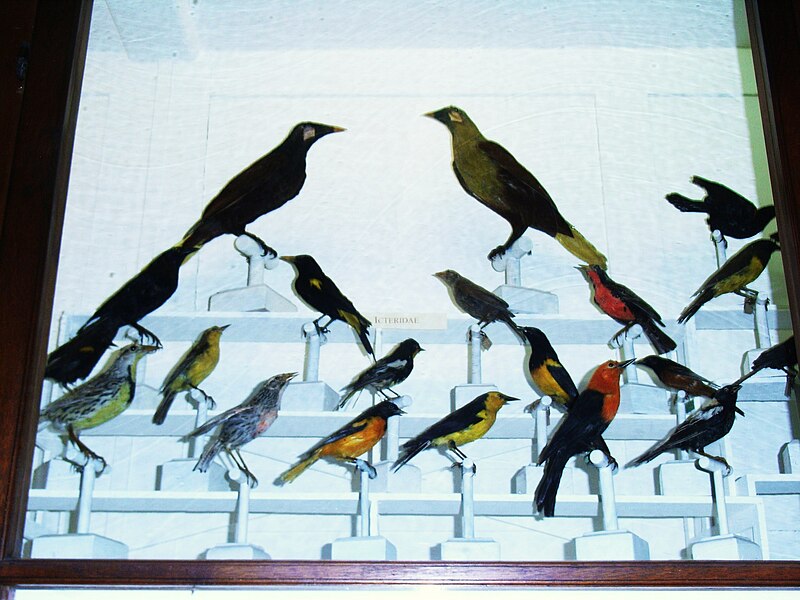 File:Didacticbirddisplay.jpg