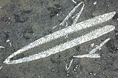 Fossil of the Middle Ordovician graptolite Didymograptus Didymograptus murchisoni small.jpg