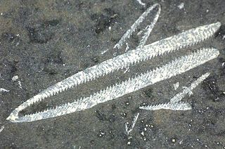 <i>Didymograptus</i> Genus of marine worm-like animals