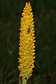 Disa woodii South Africa - Gauteng with Spilostethus rivularis