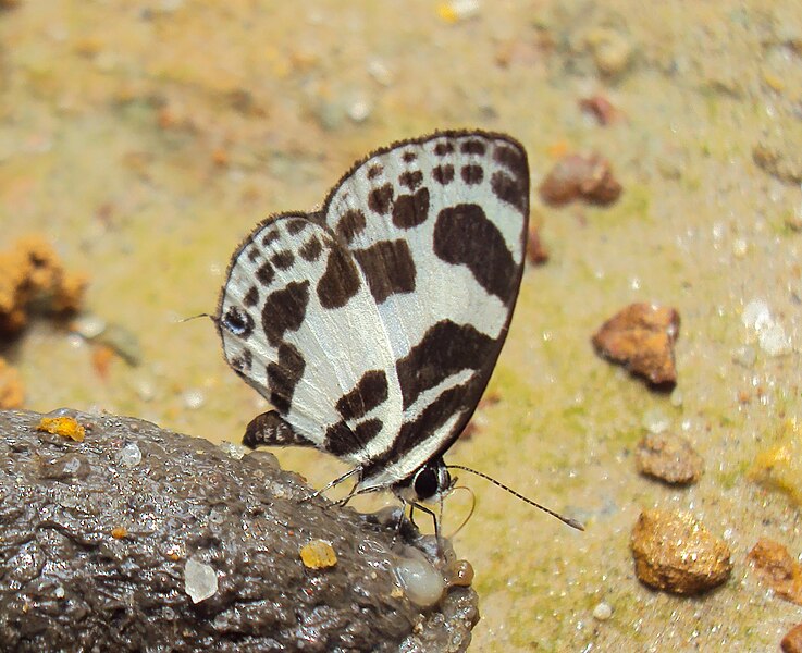 File:Discolampa ethion – Banded Blue Pierrot 05.JPG