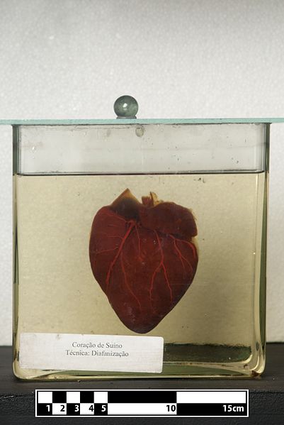 File:Domestic pig heart.jpg