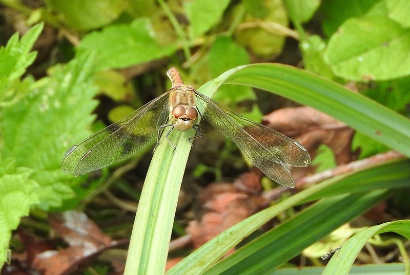 File:Dragonfly (22086002592).jpg