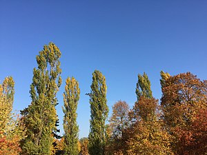 Jesień: Meteorologia i astronomia, Przyroda, Kultura