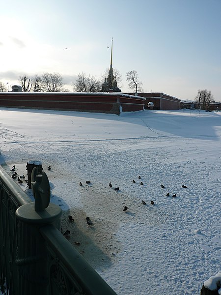 File:Ducks in winter. St. Petersburg, Russia. Петропавловская крепость.Утки зимой. - panoramio.jpg