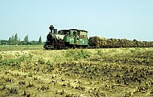 Sugar cane train hauled by steam locomotive in PG Sindanglaut, Cirebon Regency, June 2003 Ducroo Dn2t 90PS (27 A W).jpg