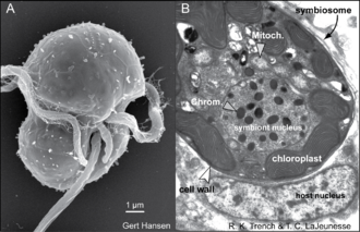 The life stages of dinoflagellates in the genus Symbiodinium. (A) Electron micrographs of a Symbiodinium mastigote (motile cell) with characteristic gymnodinioid morphology (S. natans) and (B) the coccoid cell in hospite. As free-living cells the mastigote allows for short-range dispersal and can exhibit chemotaxis toward sources of nitrogen. Once within the host, these symbionts rapidly proliferate in and in many cases dominate the cytoplasm of the host cell. Duel life stages.png