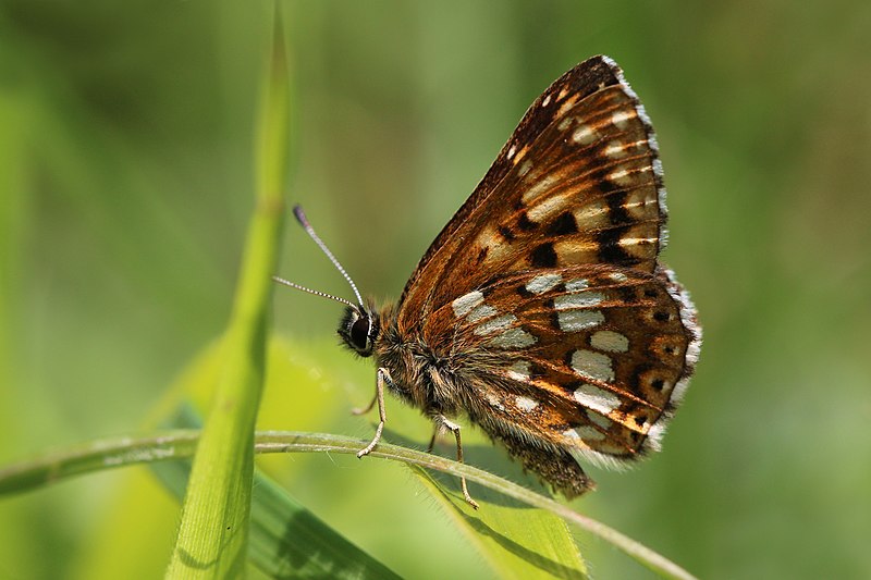 File:Duke of Burgundy (Hamearis lucina) male underside.jpg