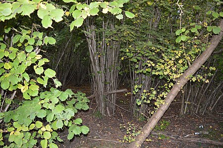 Eastend Wood 1