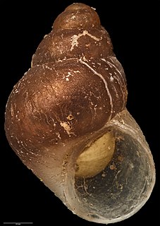 <i>Eatoniella fuscosubucula</i> Species of gastropod
