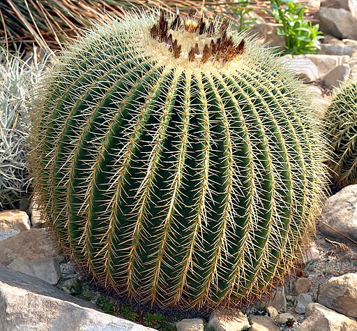 Echinocactus grusonii (aka)