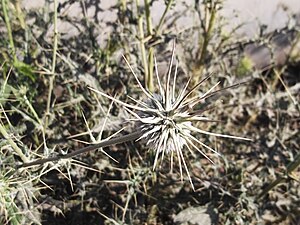 Echinops echinatus-4-jodhpur-India.JPG