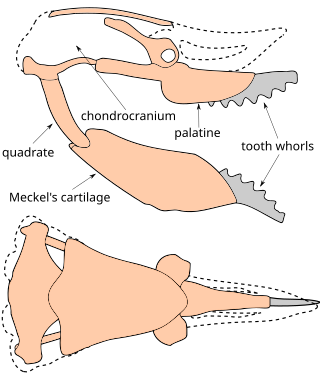 <span class="mw-page-title-main">Edestidae</span> Extinct family of sharks