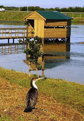 Edith Stephens Wetland Park Ciudad del Cabo Sudáfrica.jpg