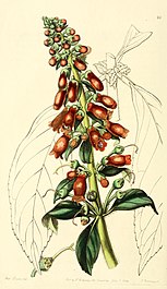 Kohlera spicata