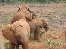 Elefantenwaisen beim Spielen