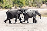 Thumbnail for File:Elefantes africanos de sabana (Loxodonta africana), parque nacional de Chobe, Botsuana, 2018-07-28, DD 25.jpg