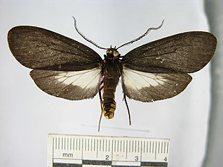 <i>Elysius chimaera</i> Species of moth