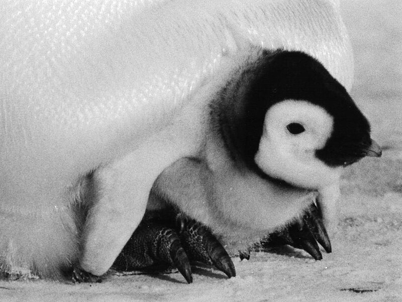 File:EmperorPenguinChick.jpg