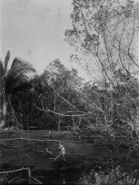 File:En del av gravfältet och mangoveskog vid La Resaca. Bahía de Cupica. Colombia - SMVK - 003436.tif