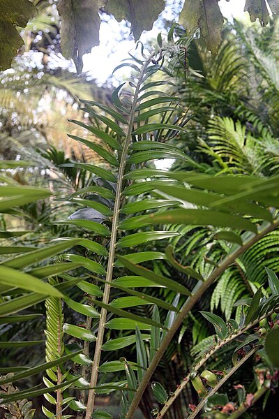 File:Encephalartos altensteinii 3zz.jpg