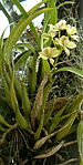 Encyclia radiata HabitusFlowers BotGardBln0906.jpg