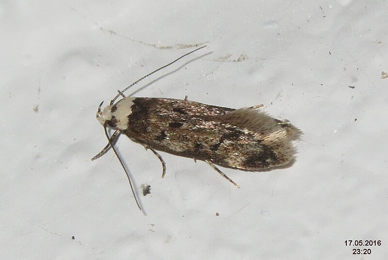 File:Endrosis sarcitrella (26485902643).jpg