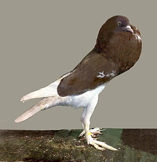 <span class="mw-page-title-main">English Pouter</span> Breed of pigeon