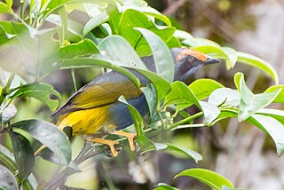 <span class="mw-page-title-main">Fiery-browed starling</span> Species of bird