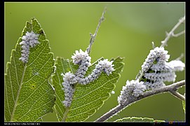 オナガアゲハモドキ幼虫, 台湾
